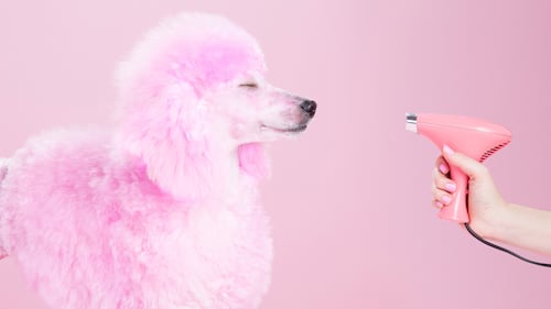 A Skincare Routine – for Your Dog 