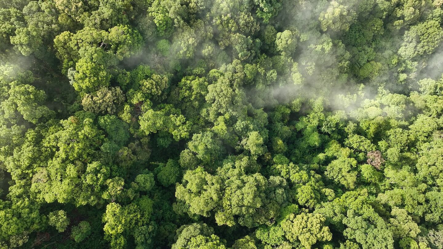 Tree tops in a tropical forest.