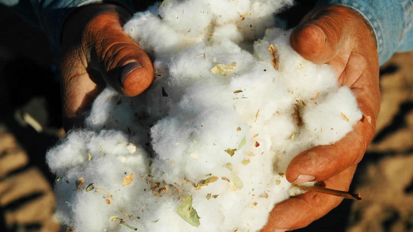 A pair of hands hold a handful of cotton buds.