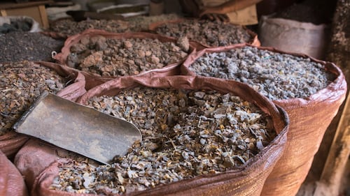 The Impact of The Wellness Industry on Ethiopia’s Frankincense Trees Laid Bare